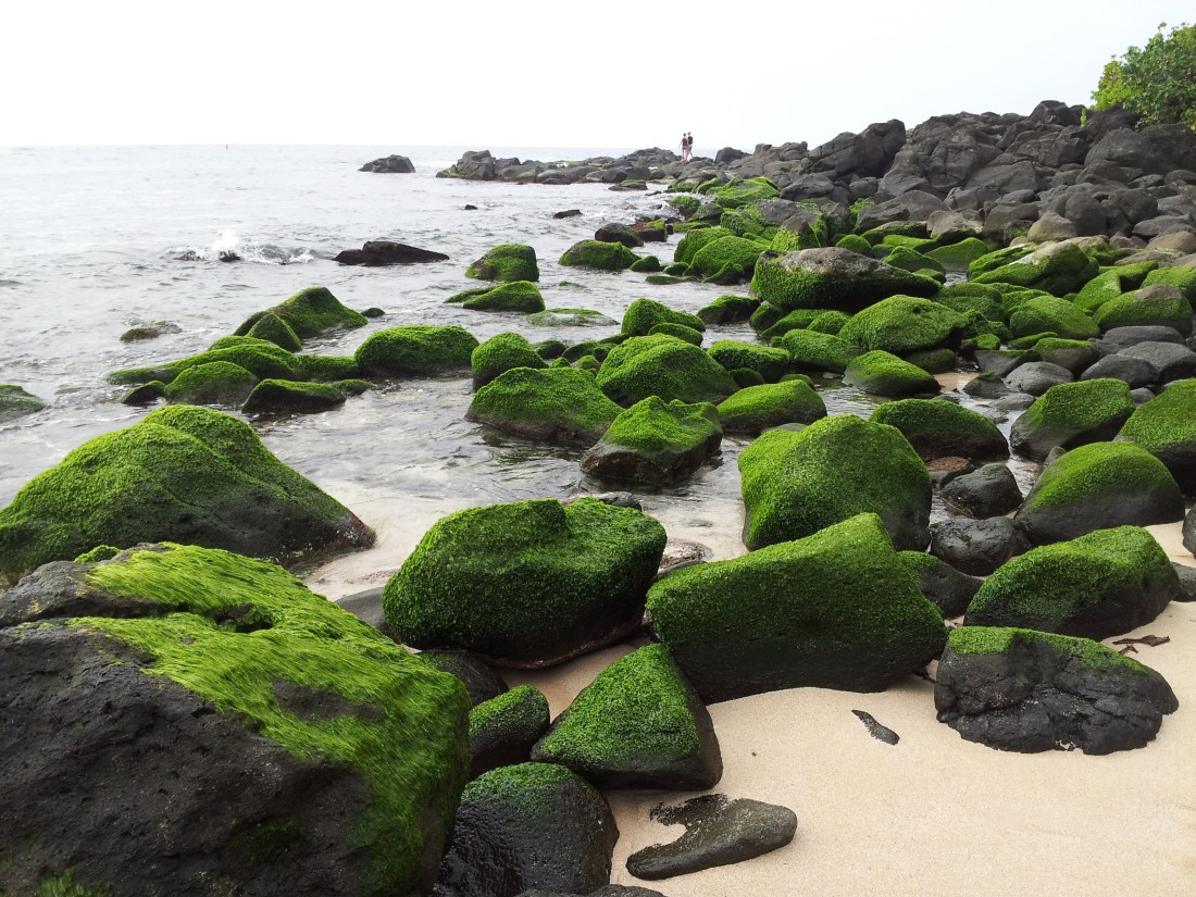 Happy Holidays from the islands